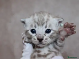 Stunning Snow Bengals. TICA Registered.