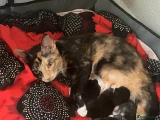 Beautiful black kitten