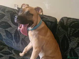 7 Month Old Presa Canario for Rehoming