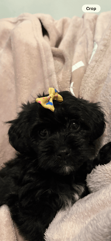 Rare Little Chipoo Puppies