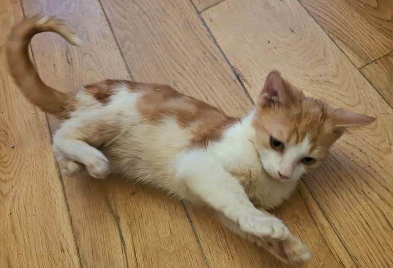 Gorgeous Kittens for Sale (All Reserved)