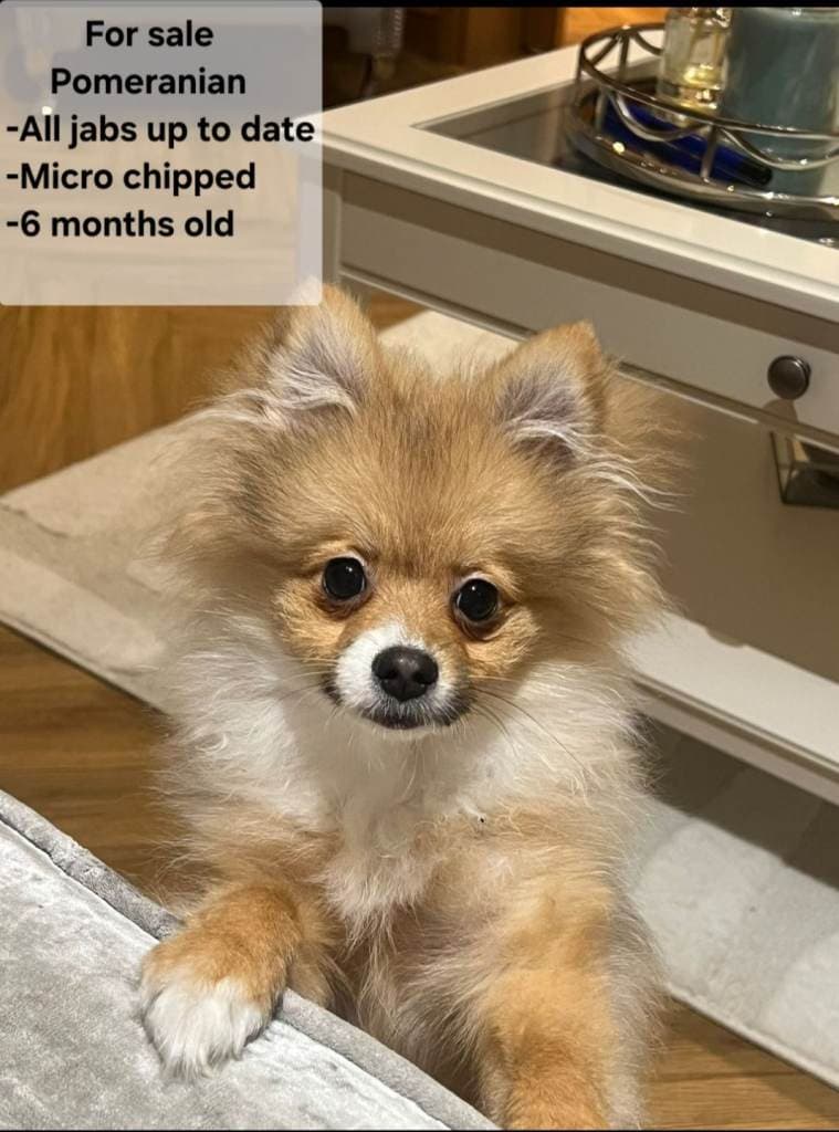 7 Month Old Male Pomeranian Ready for Adoption