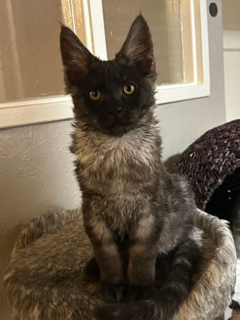 Beautiful Maine Coon Kittens for Sale