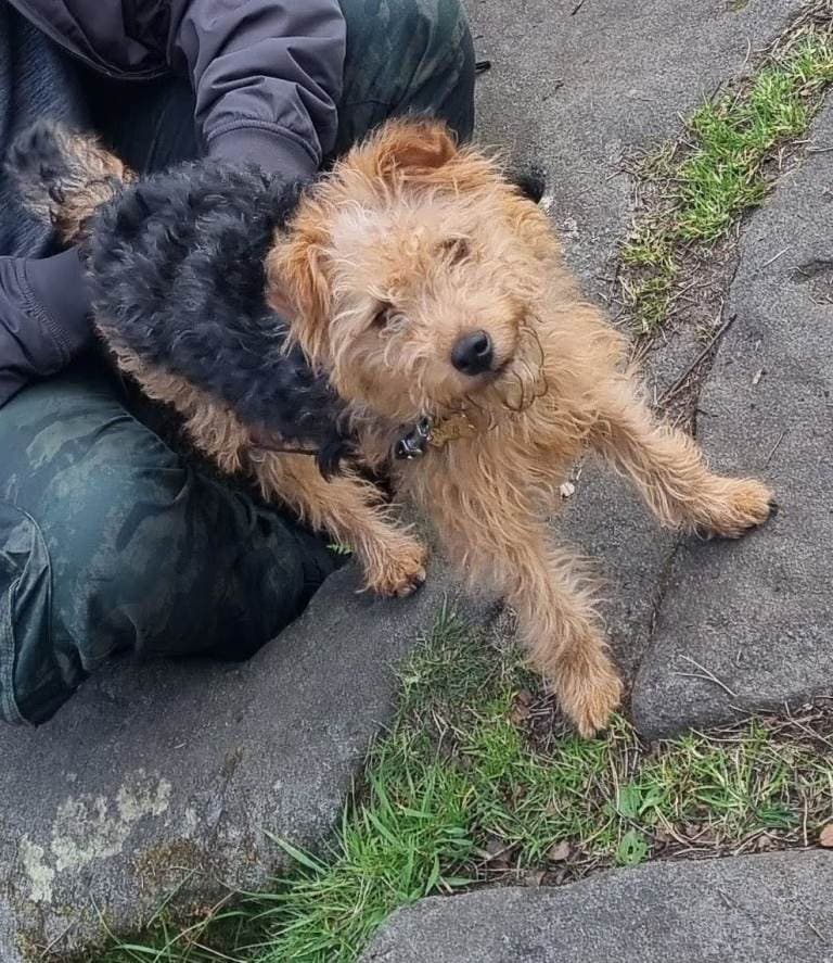 3 Year Old Pet Ready for Rehoming