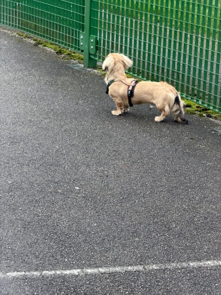 Sausage Dog - 9 Months Old, Ready to Leave Now