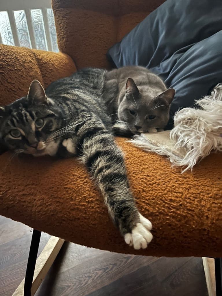 2 Year Old Cat Ready for Adoption