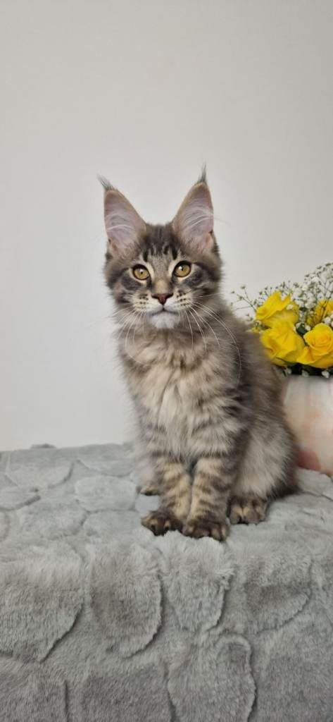 TICA Registered Maine Coon Kittens Ready to Go